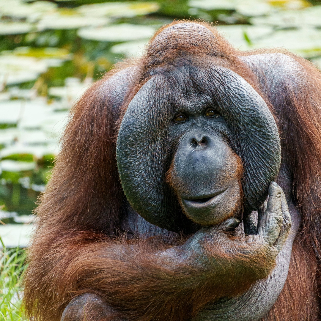 Climate Positive Report January 25: Bornean Orangutan
